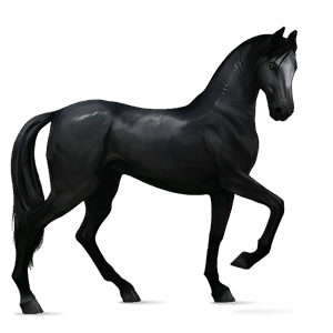 caballo de montar gypsy vanner pío negro tobiano