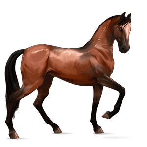 caballo de montar peruano de paso bayo cereza
