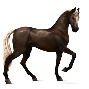 caballo de montar peruano de paso bayo cereza