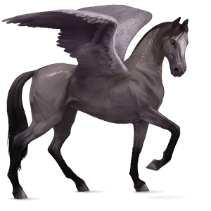 pegaso de montar gypsy vanner pío tobiano gris ratón