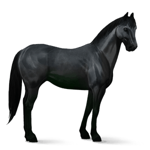 caballo de montar criollo argentino negro