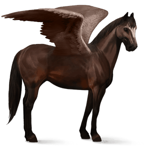 pegaso de montar brumby gris tordo