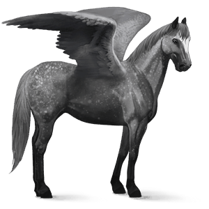 pegaso de montar pura raza española gris tordo