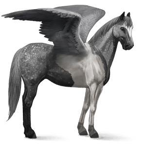 pegaso de montar pinto pío tobiano gris tordo