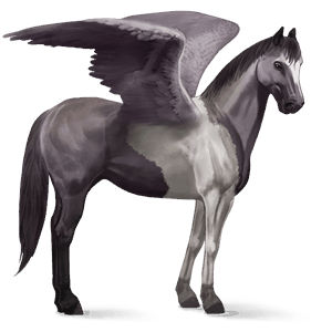 pegaso de montar pinto pío tobiano gris ratón