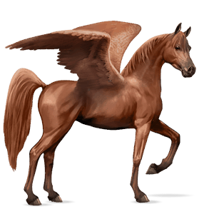 pegaso de montar shagya arabian alazán