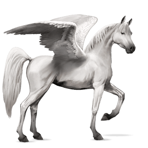 pegaso de montar shagya arabian gris claro