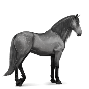 caballo de montar pura raza española gris claro