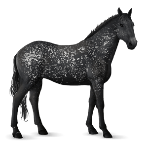 caballo de montar knabstrupper snowflake negro