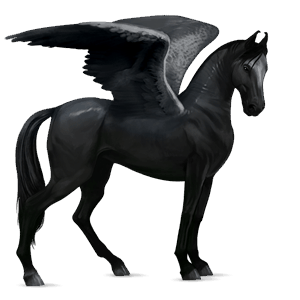 pegaso de montar marwary negro