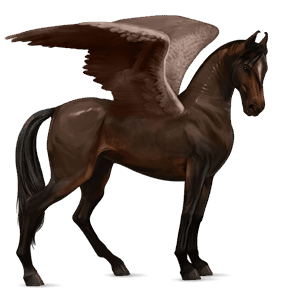 pegaso de montar marwary bayo tostado