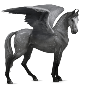 pegaso de montar marwary gris tordo