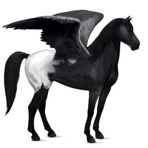 pegaso de montar kwpn gris tordo