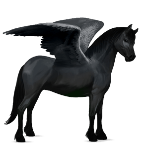 poni pegaso poni highland gris tordo