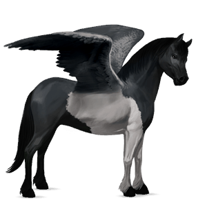 poni pegaso fjord ulsblakk