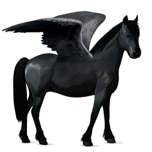 poni pegaso negro