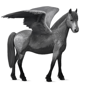 poni pegaso shetland gris tordo