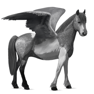 poni pegaso chilote gris tordo