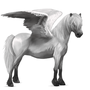 poni pegaso welsh gris claro