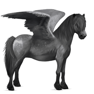 poni pegaso chilote gris tordo