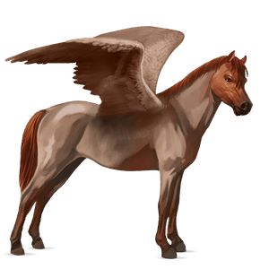 poni pegaso welsh overo