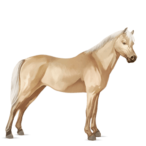 poni conemara palomino