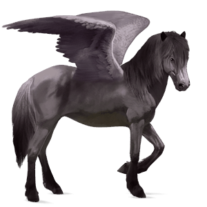 pegaso de montar frisón negro