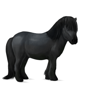 poni shetland negro