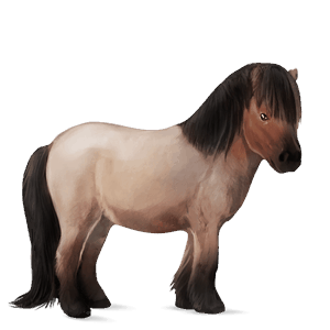 poni shetland roano