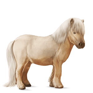 poni shetland cremello