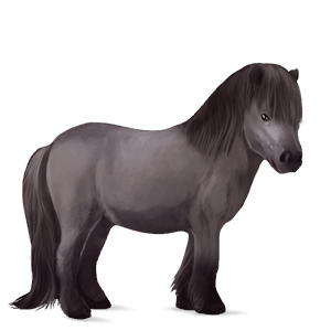 poni shetland negro