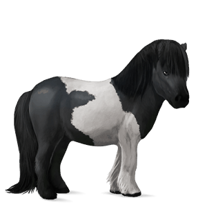 poni shetland bayo