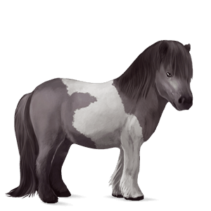 poni shetland isabelo