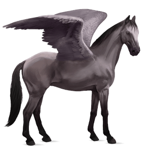 pegaso de montar kwpn gris ratón