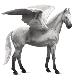 pegaso de montar peruano de paso gris tordo