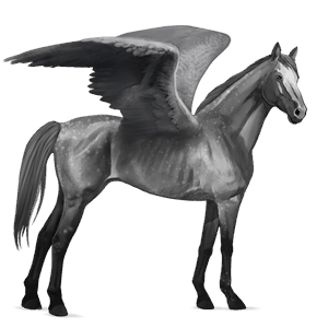 pegaso de montar peruano de paso gris tordo