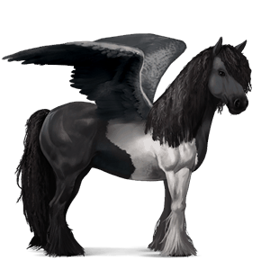 pegaso de montar gypsy vanner pío negro tobiano