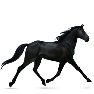caballo de montar marwary bayo cereza
