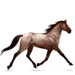 caballo de montar nokota roano