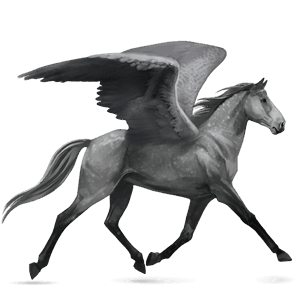 pegaso de montar pura raza española gris tordo